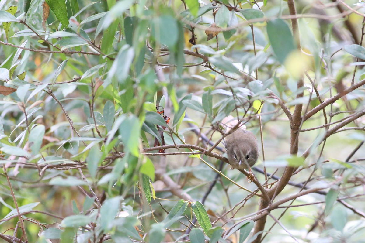 Brownish-flanked Bush Warbler - ML74538411