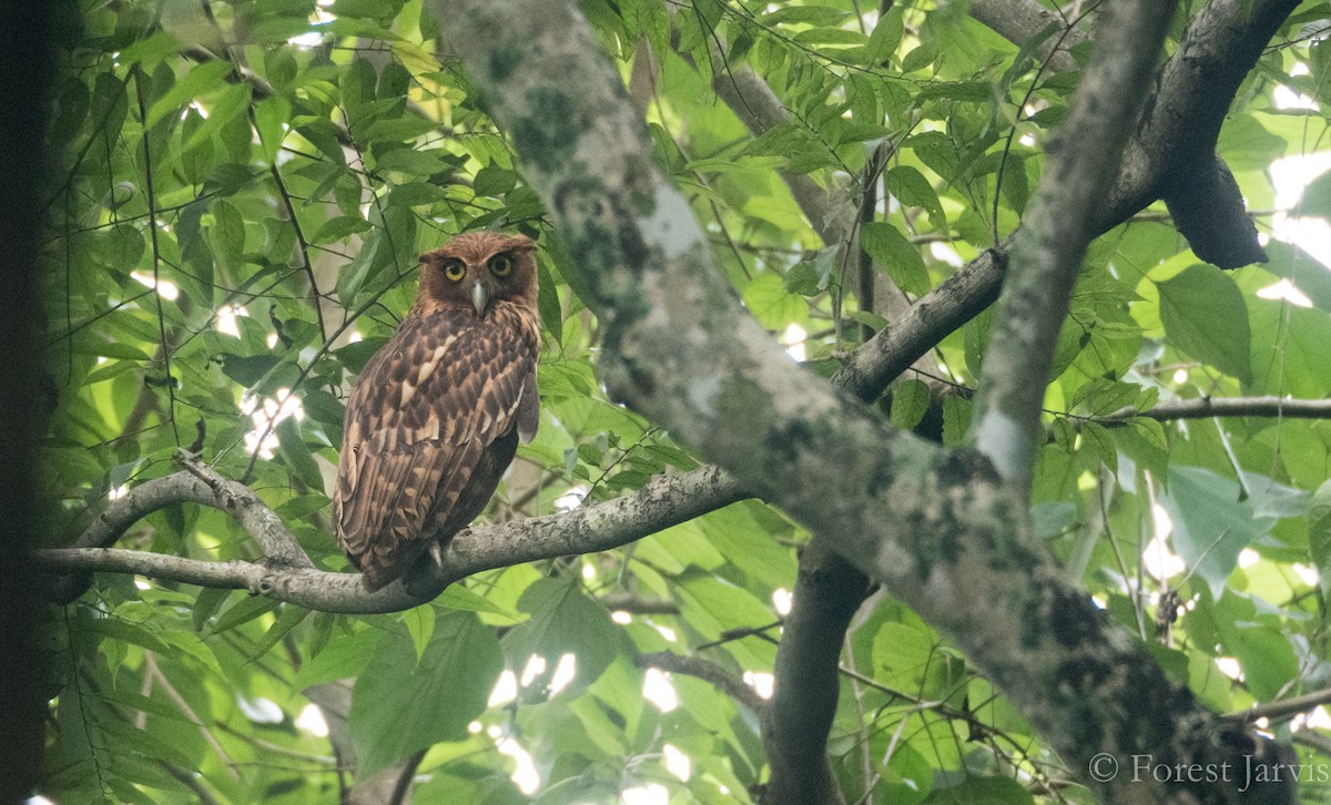 Philippine Eagle-Owl - Forest Botial-Jarvis