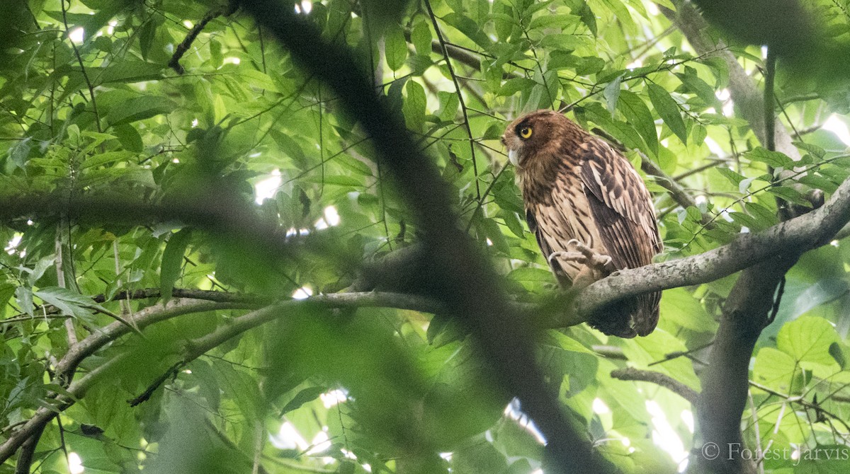Philippine Eagle-Owl - ML74540021
