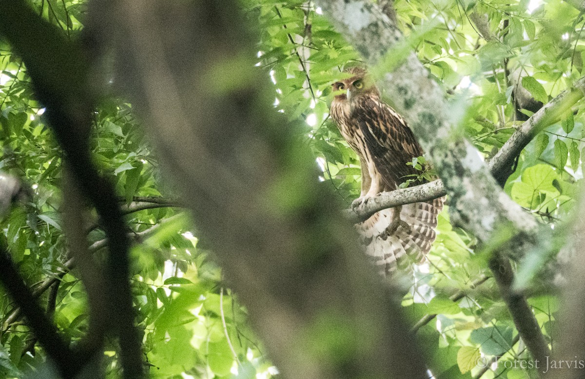 Philippine Eagle-Owl - ML74540031