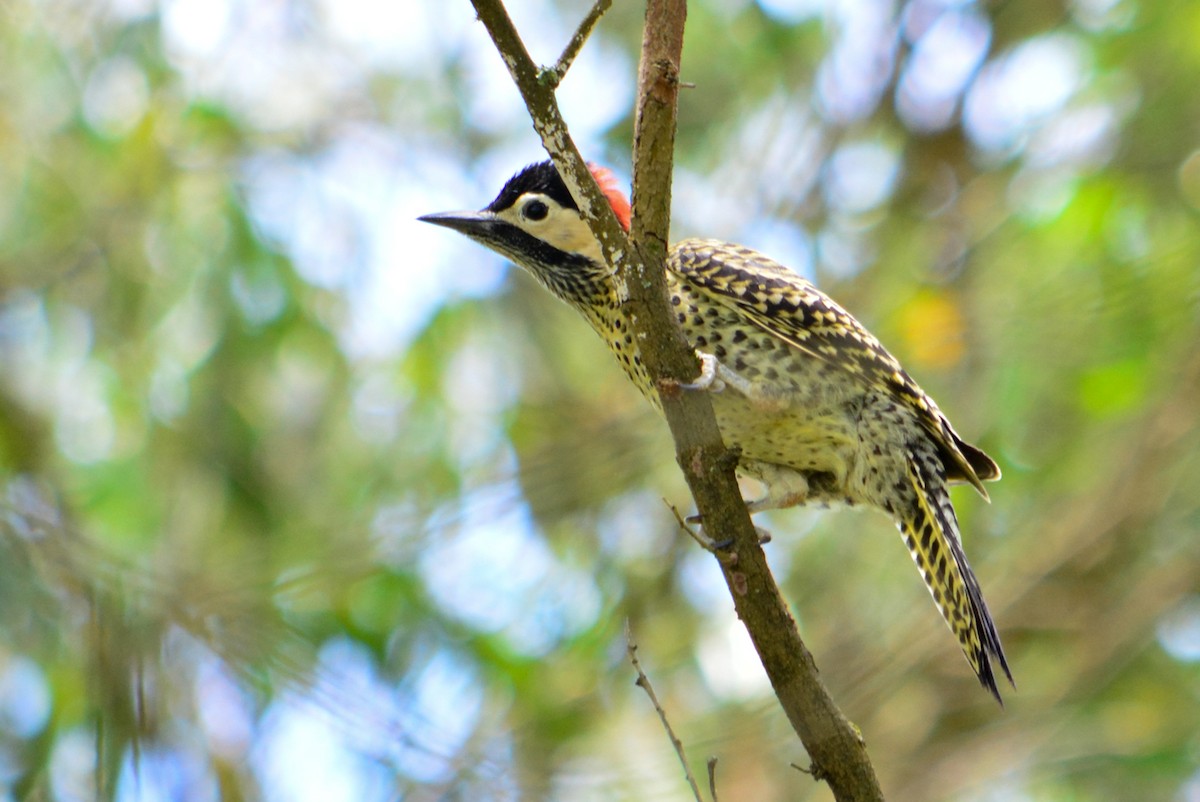 Green-barred Woodpecker - ML74544241