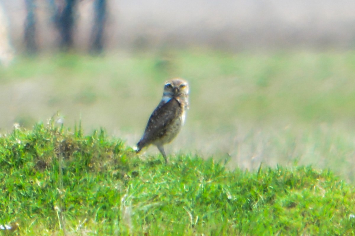 Burrowing Owl - ML74544411