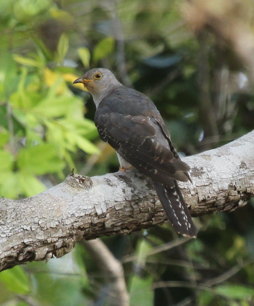 Common Cuckoo - ML74546681