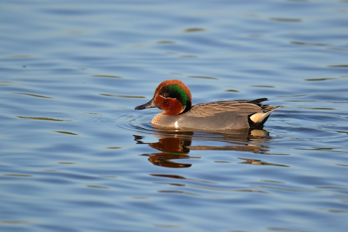 Green-winged Teal - Will Anderson