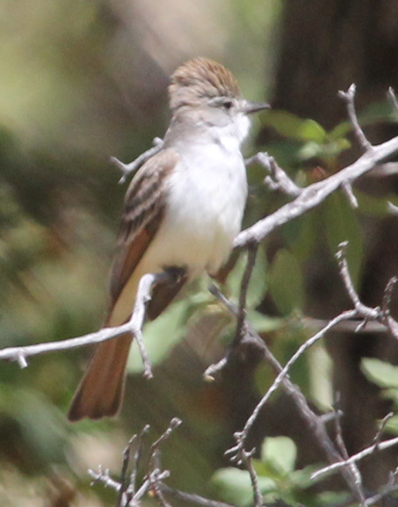 Ash-throated Flycatcher - Claire Miller