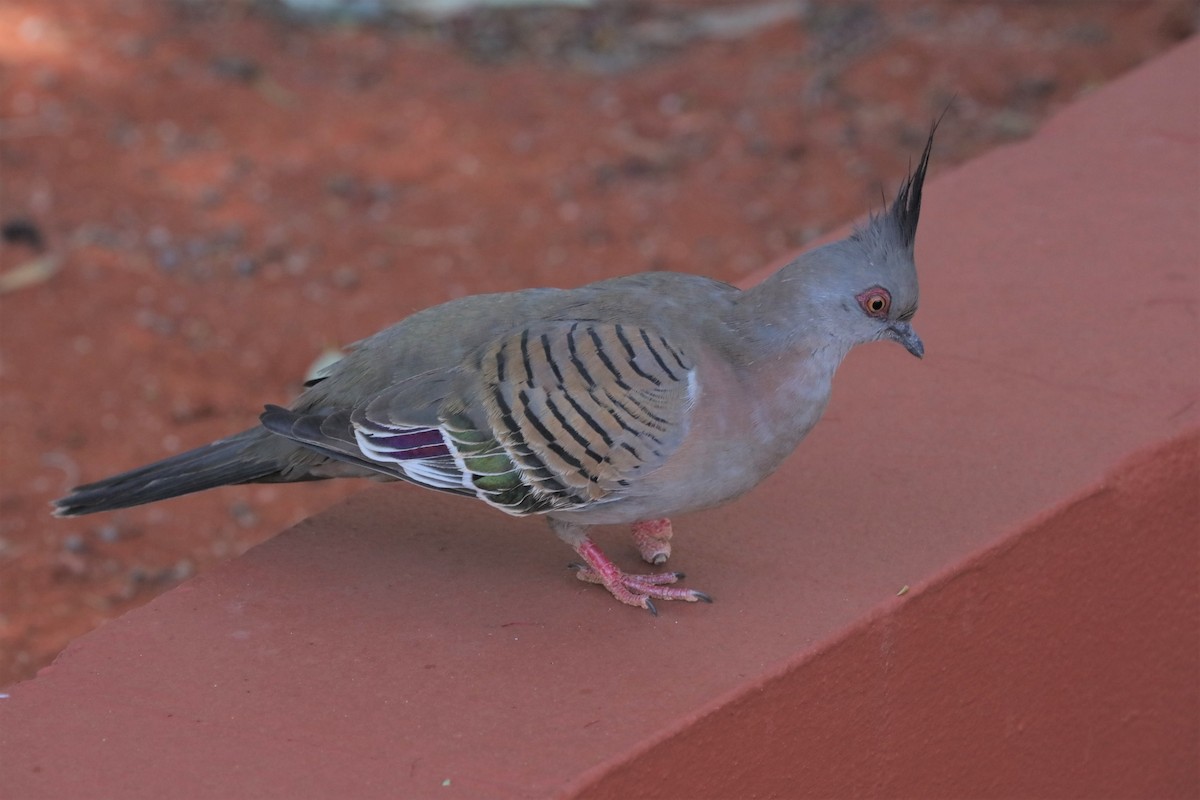 Crested Pigeon - ML74550781
