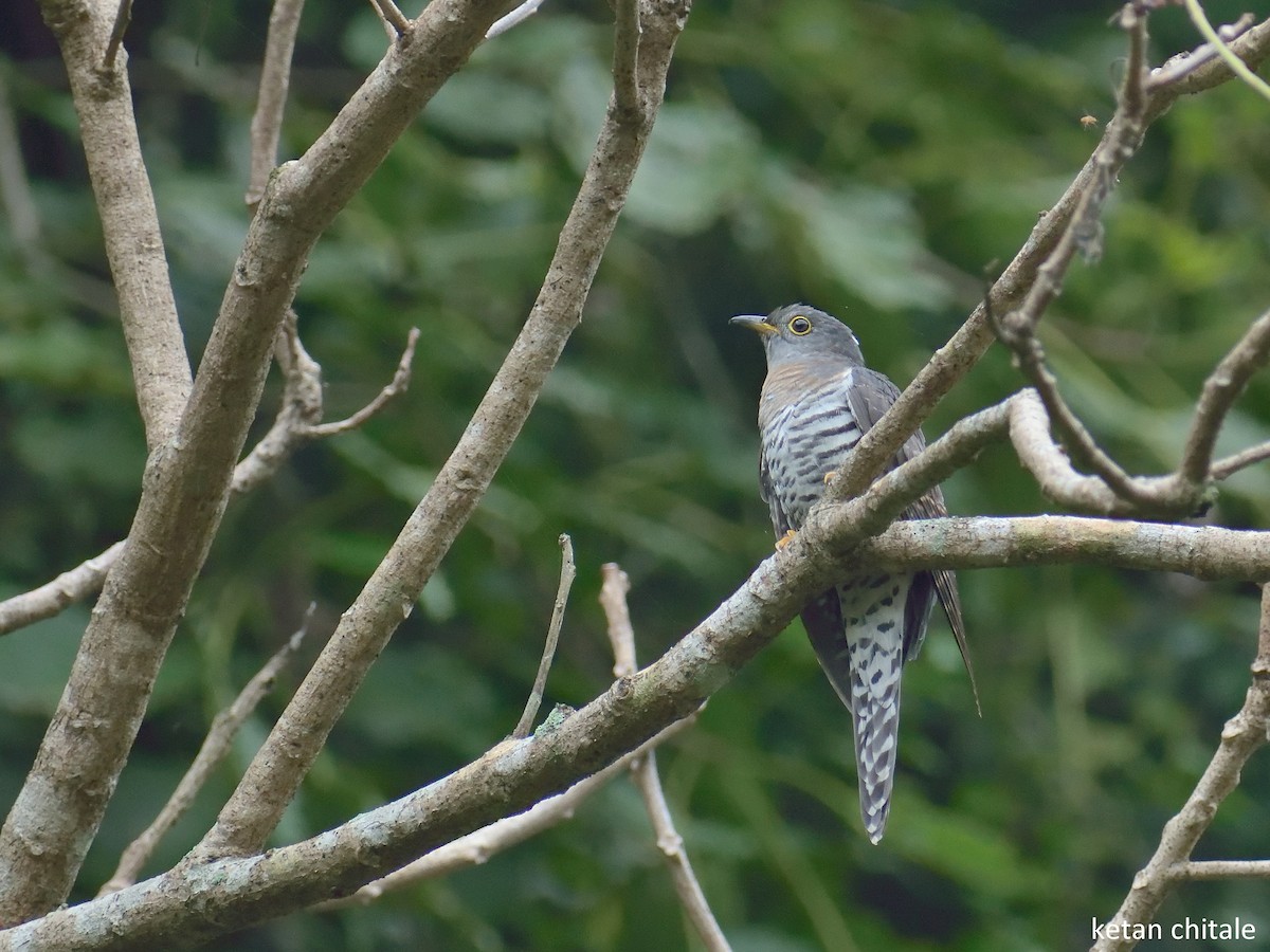 Indian Cuckoo - Ketan  Chitale
