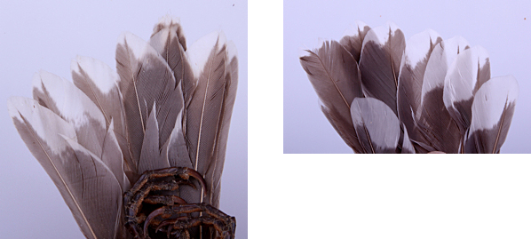  Pearly-eyed Thrasher HY-F (left) and AHY-F (right) Rectrix Tips.