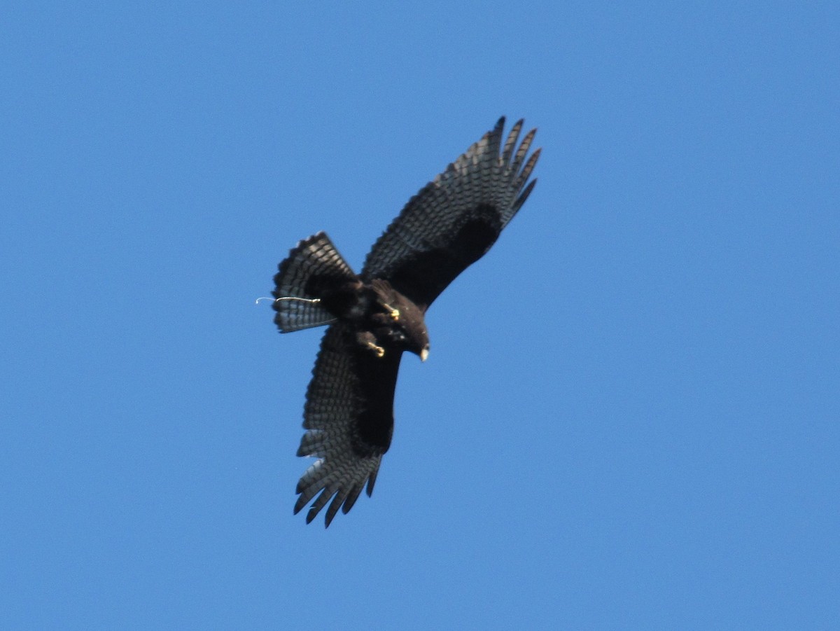 Zone-tailed Hawk - Adrian Hinkle