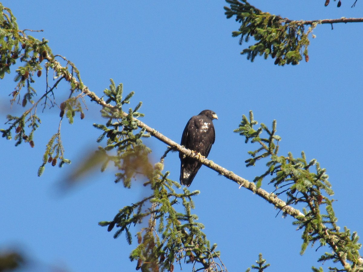 Zone-tailed Hawk - ML74557351