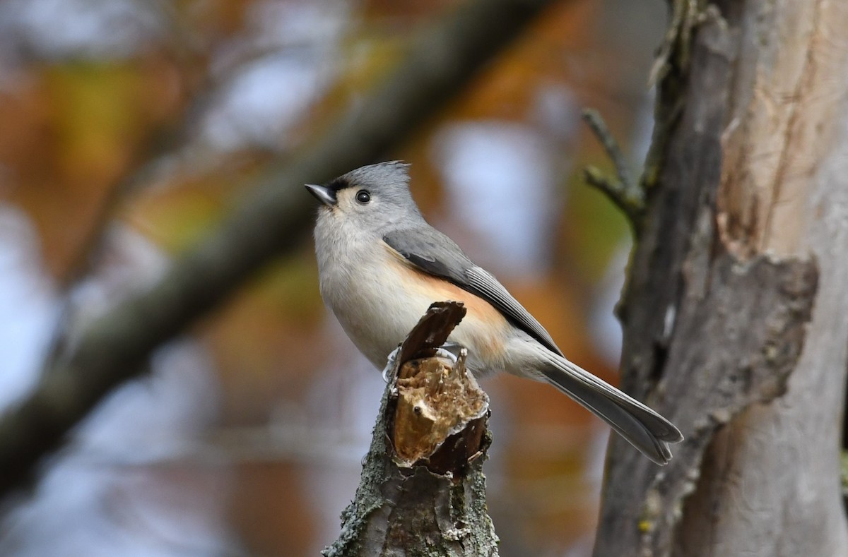 Tufted Titmouse - Barry Blust