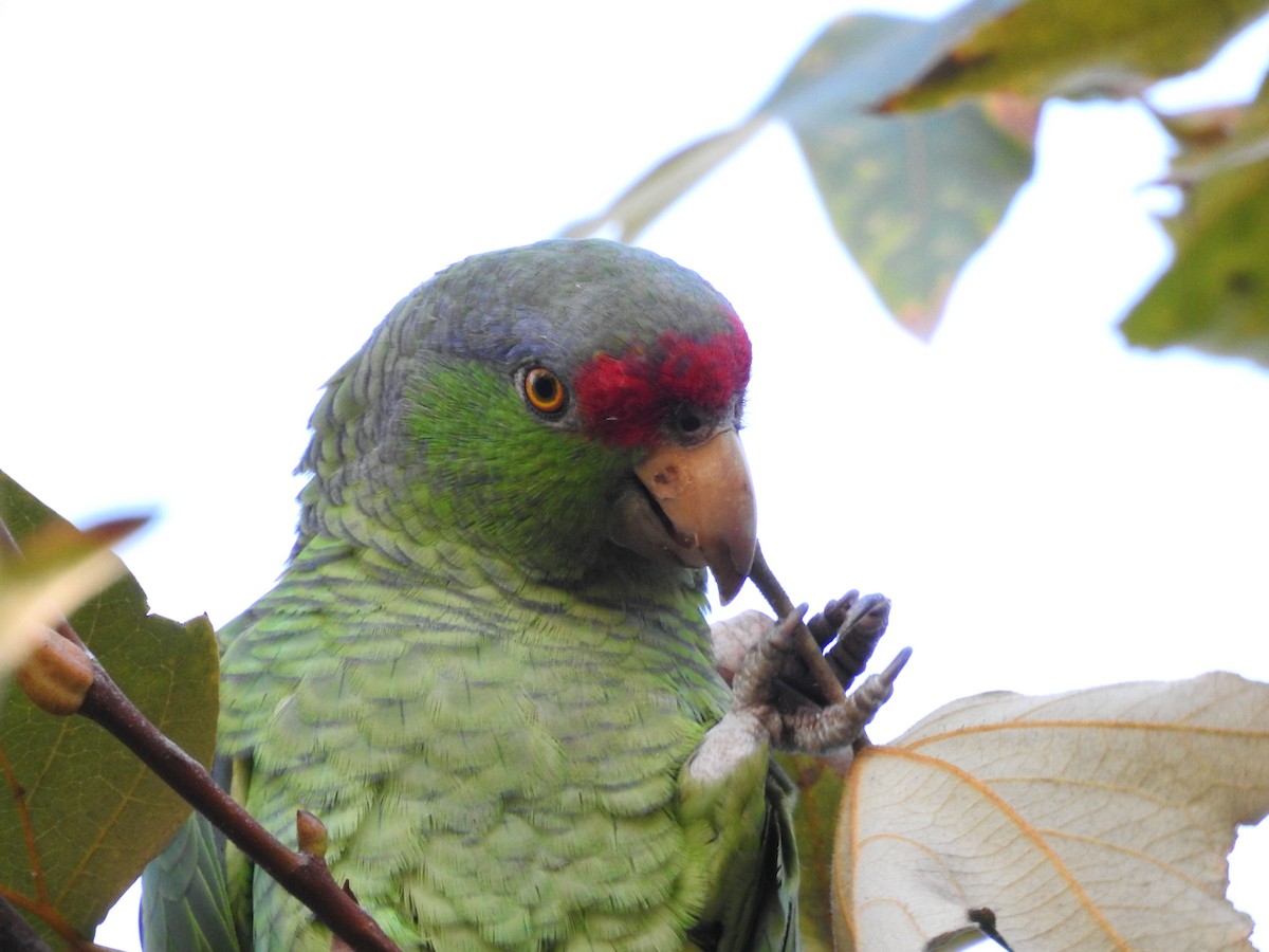 Lilac-crowned Parrot - ML74559511