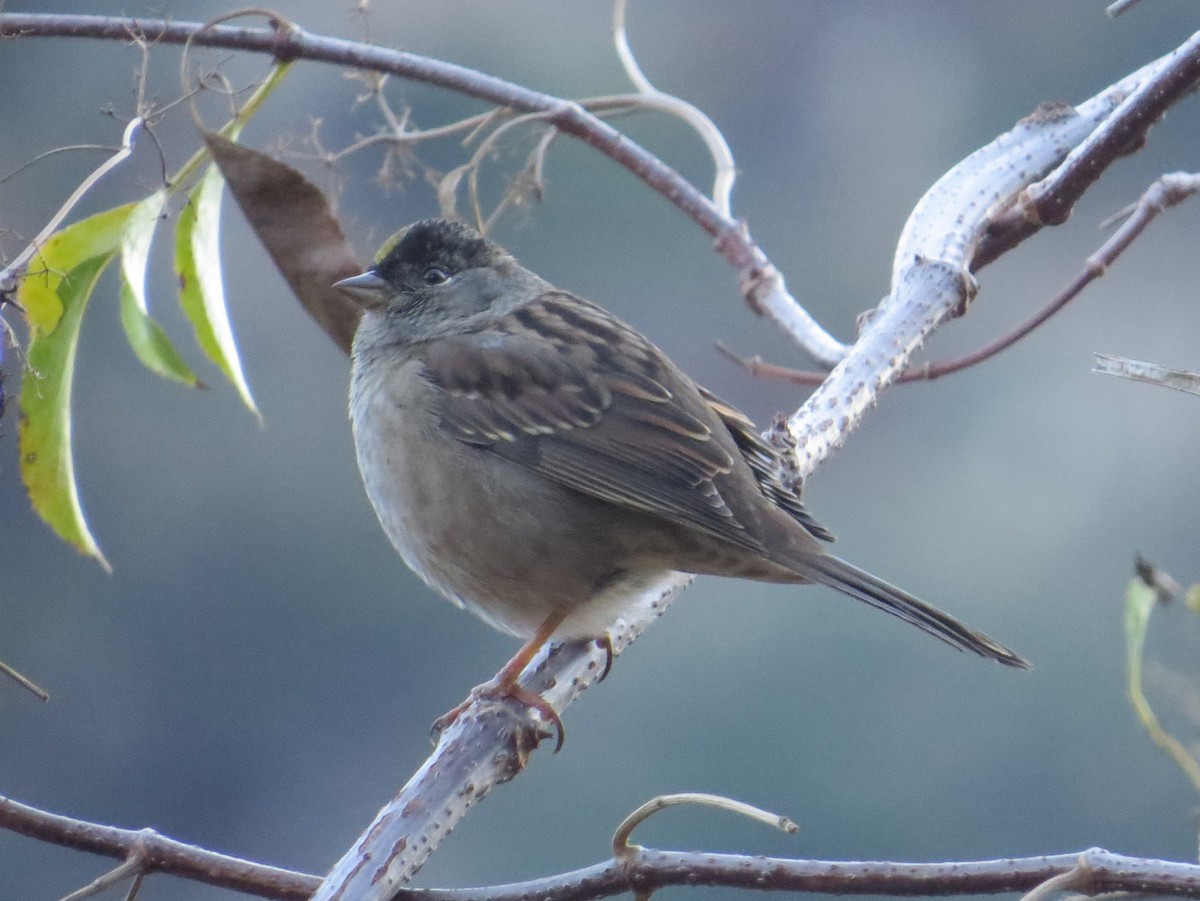 Golden-crowned Sparrow - Naresh Satyan