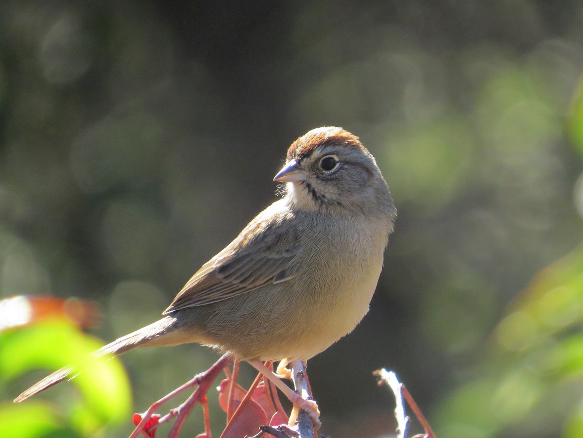 Rufous-crowned Sparrow - Naresh Satyan