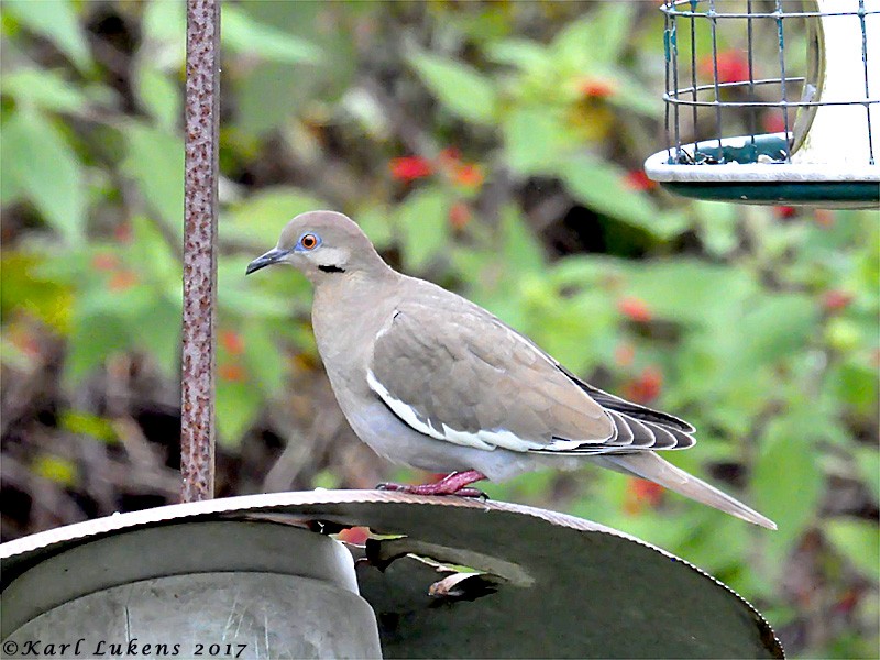 White-winged Dove - ML74560581