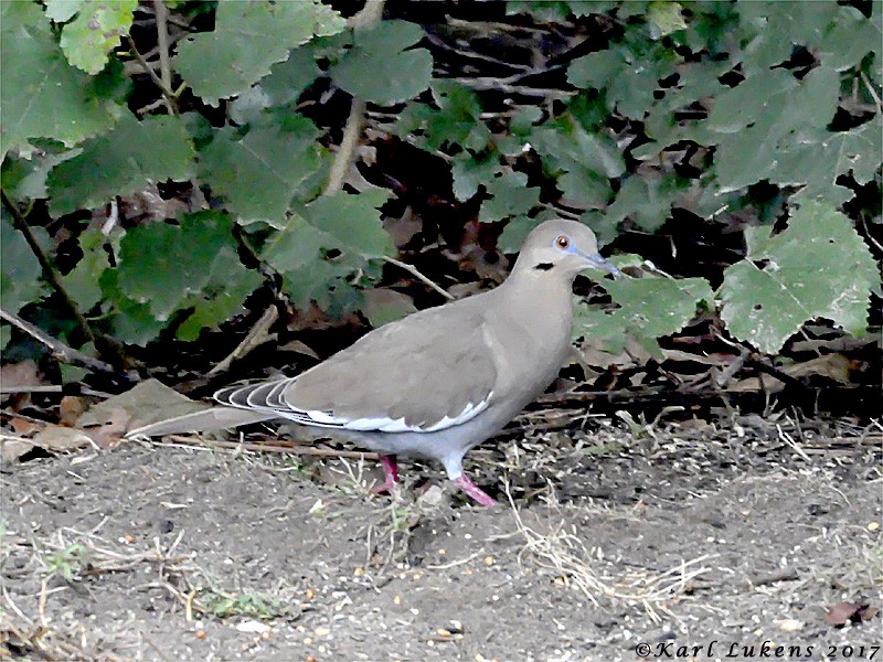 White-winged Dove - Karl Lukens
