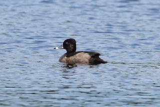 Ring-necked Duck, ML74563341