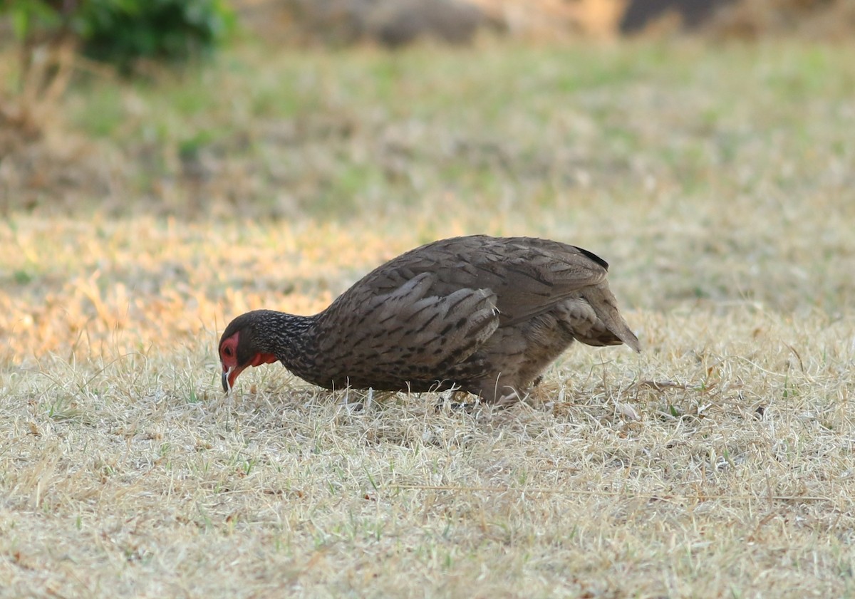 Red-necked Spurfowl - ML74563561