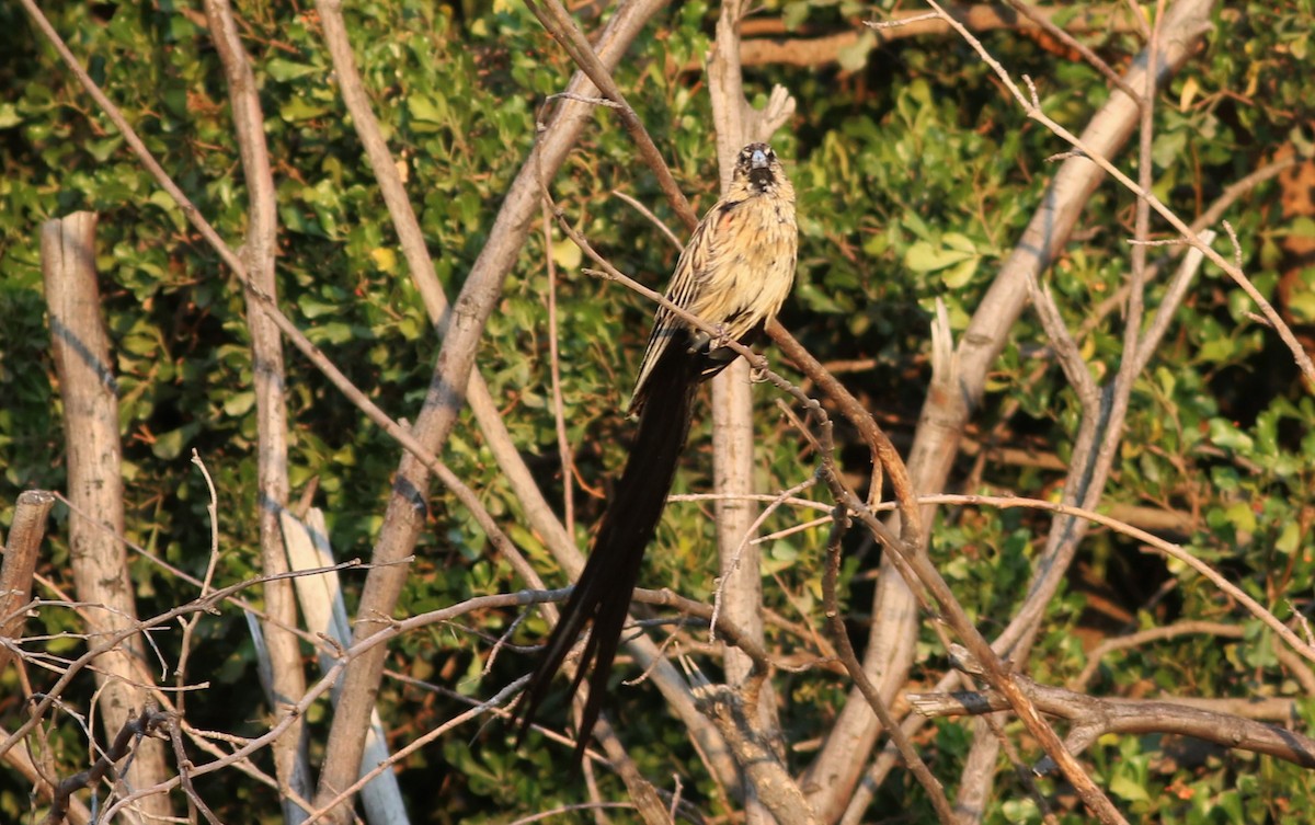 Long-tailed Widowbird - ML74563971