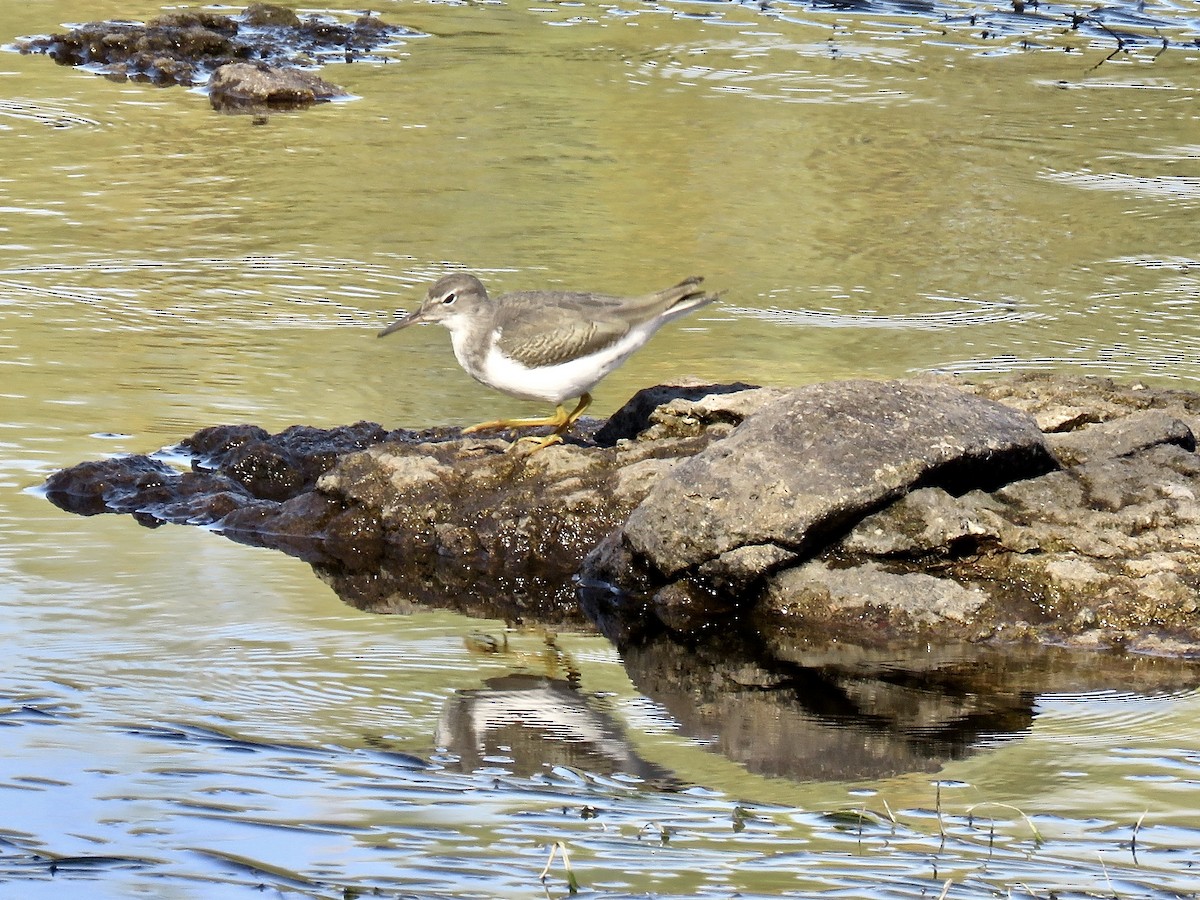Spotted Sandpiper - Babs Buck
