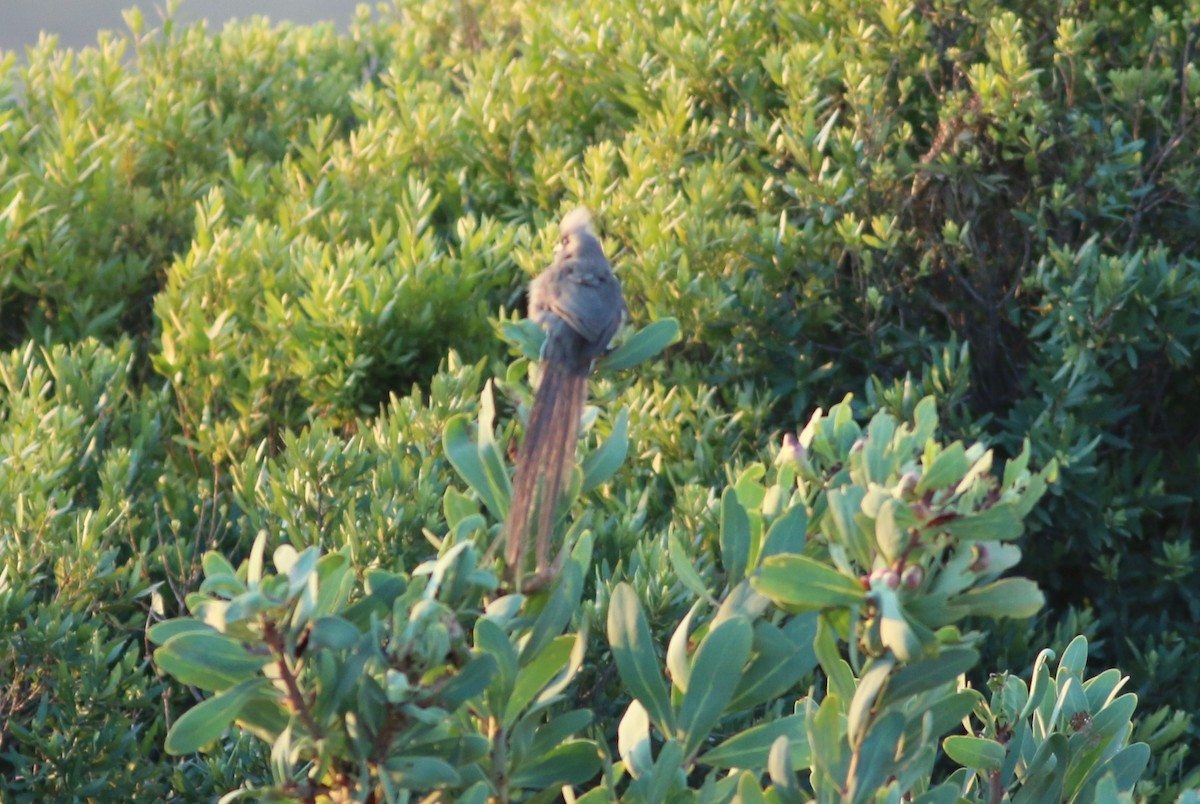 Бурокрылая птица-мышь - ML74564331