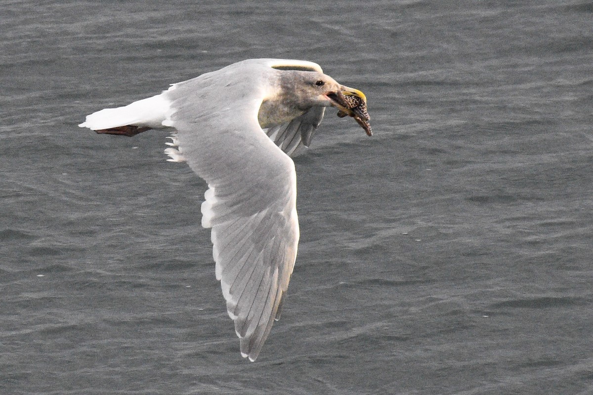 Glaucous-winged Gull - Max Brodie