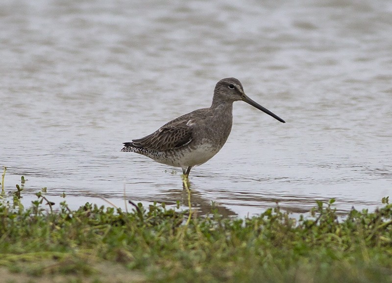 Long-billed Dowitcher - Martin Wall