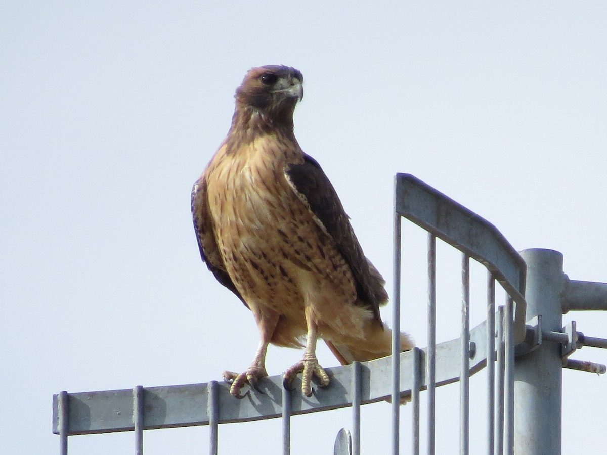 Red-tailed Hawk - ML74569931