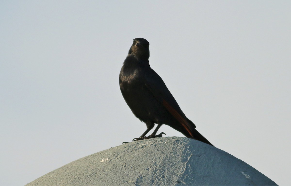 Red-winged Starling - ML74574211