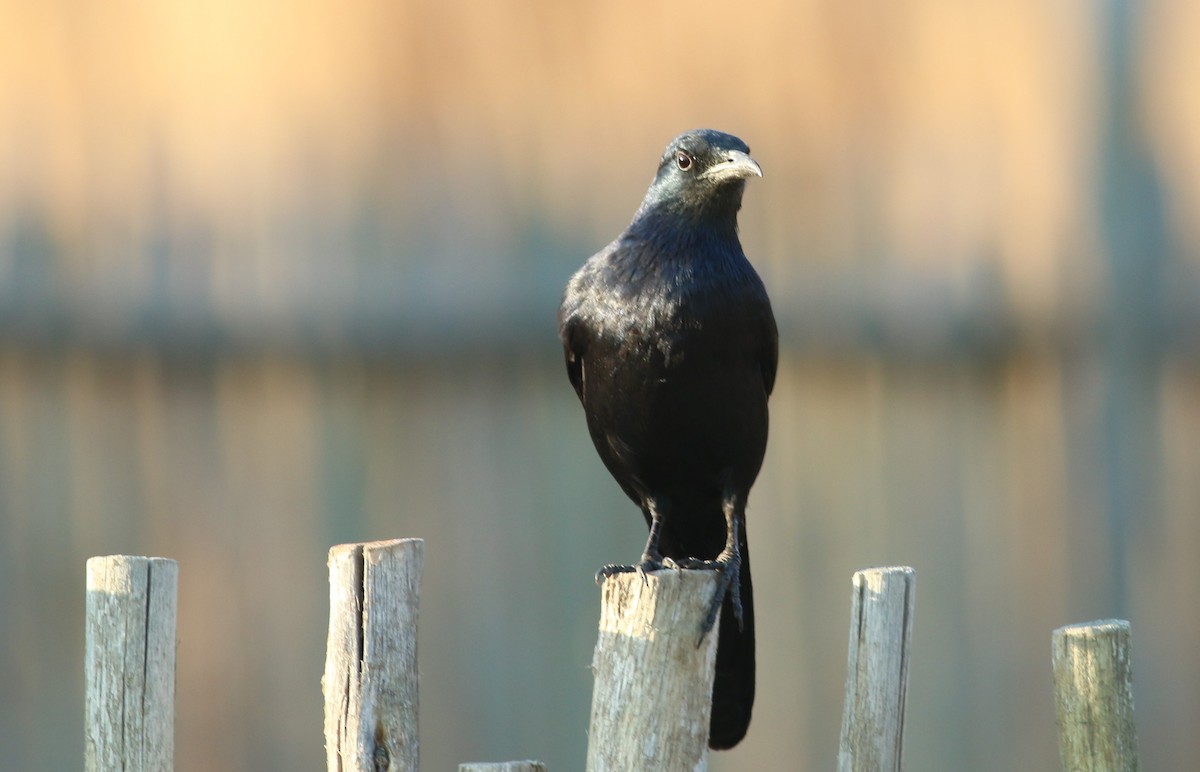 Red-winged Starling - ML74574241