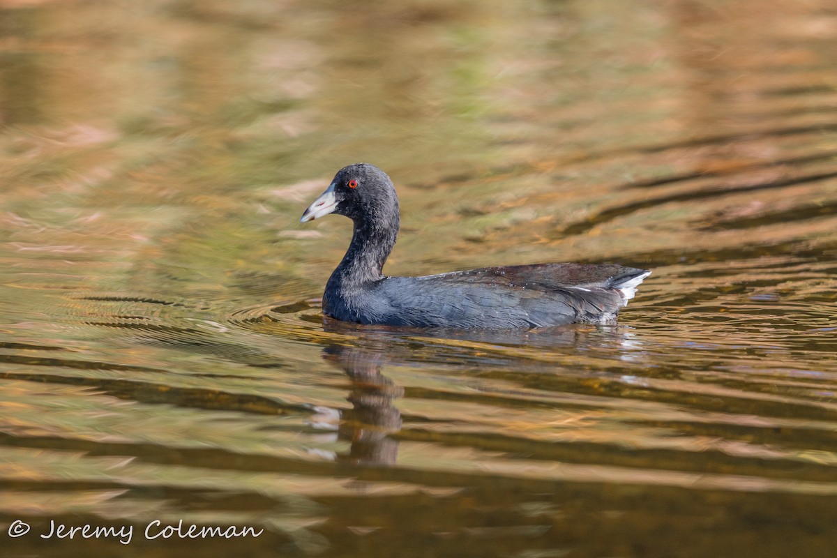 American Coot - Jeremy Coleman