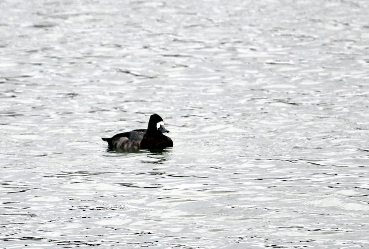 Greater Scaup - Guy Paquin