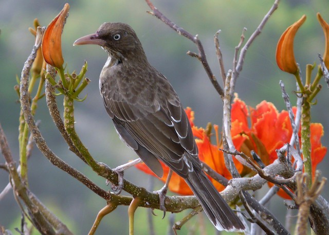  Pearly-eyed Thrasher (subspecies fuscatus).