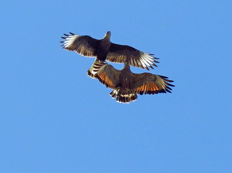 Savanna Hawk - Lista de aves de Costanera Sur