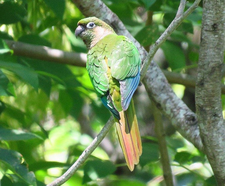 Maroon-bellied Parakeet - Lista de aves de Costanera Sur