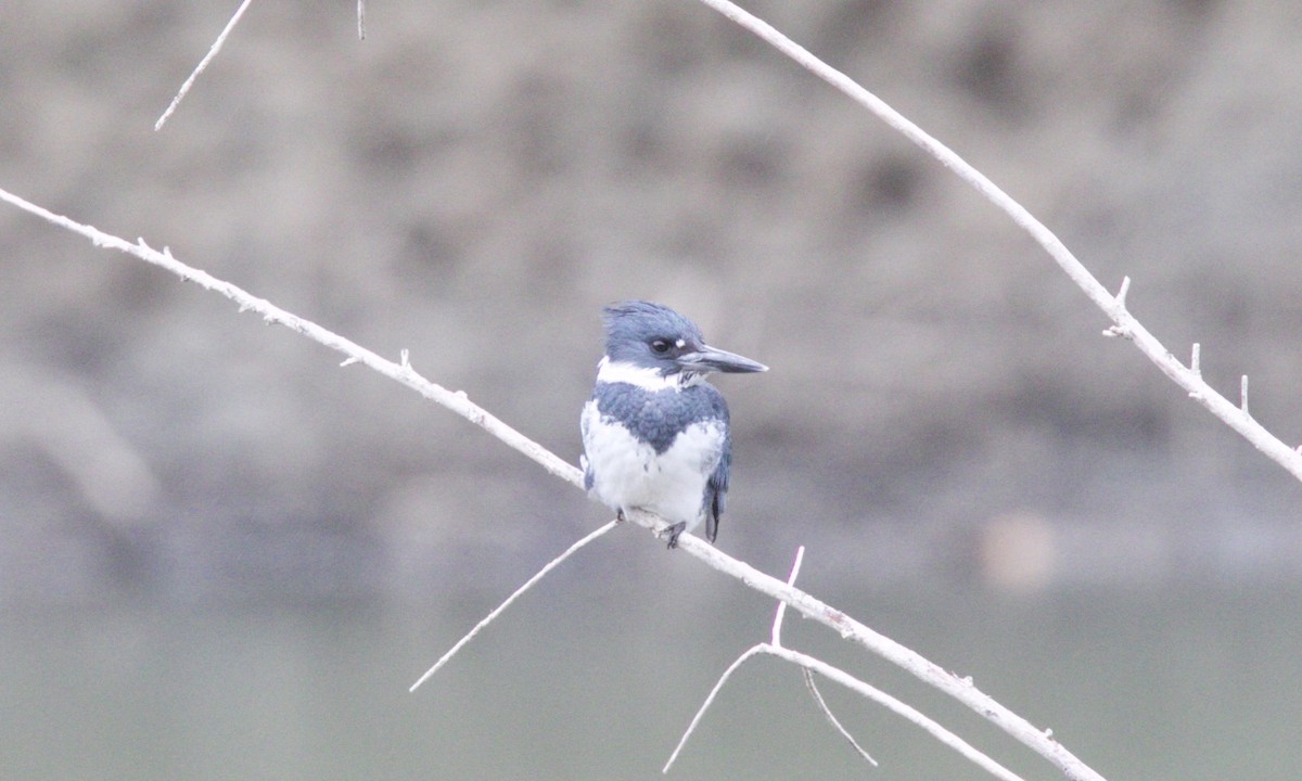 Belted Kingfisher - ML74591401