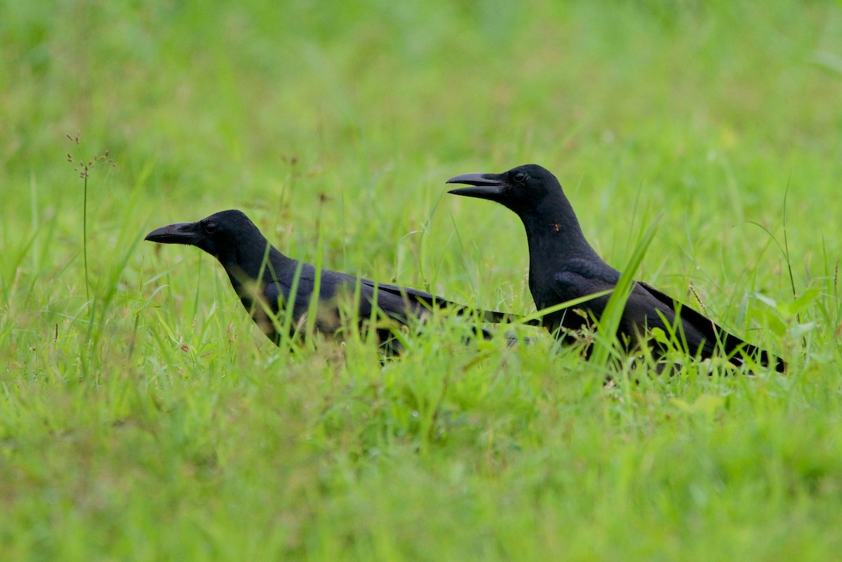 Large-billed Crow - Rodolfo Quinio