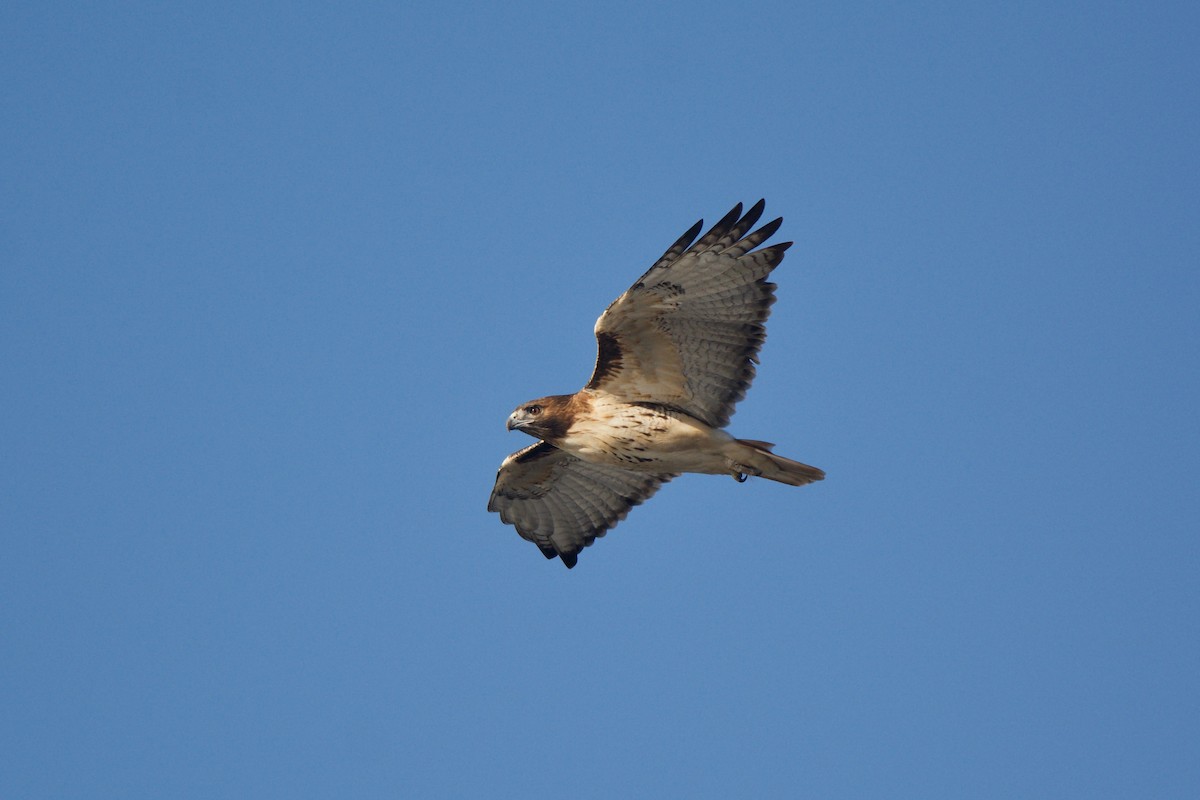 Red-tailed Hawk - ML74598381