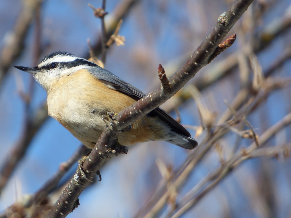 Red-breasted Nuthatch - ML74599431