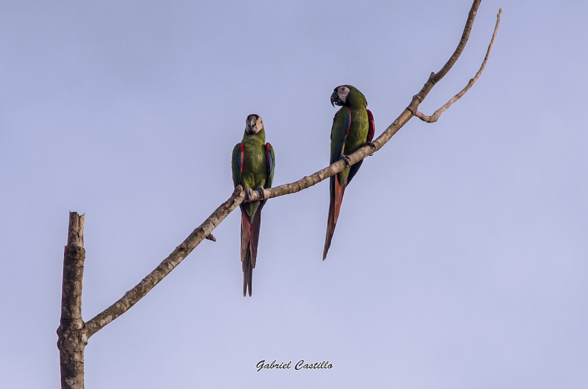 Chestnut-fronted Macaw - Gabriel Castillo Romero