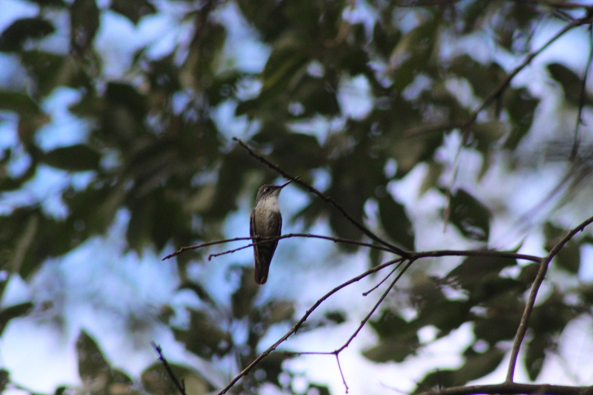 Azure-crowned Hummingbird - ML74601881