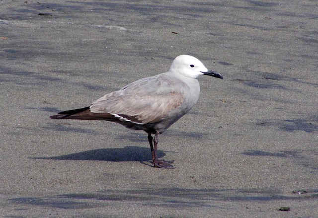 Second Alternate Gray Gull - Gray Gull - 
