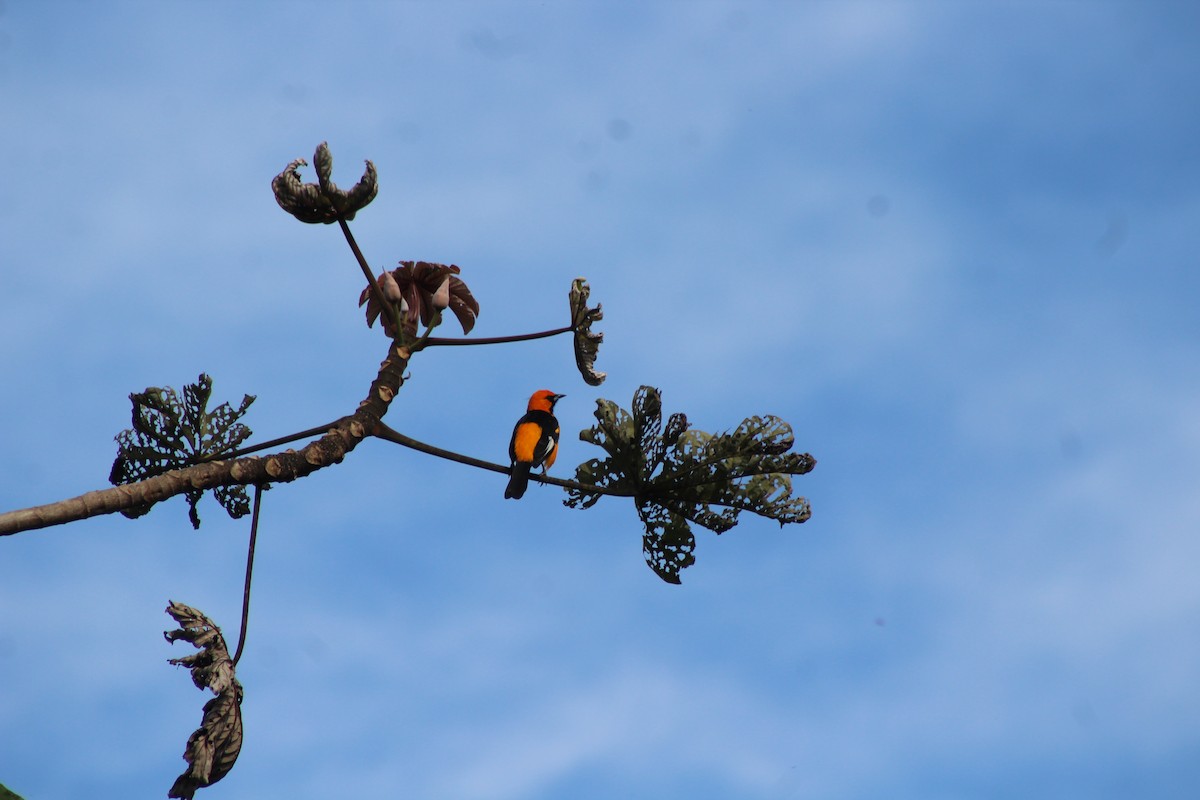 Spot-breasted Oriole - ML74603531