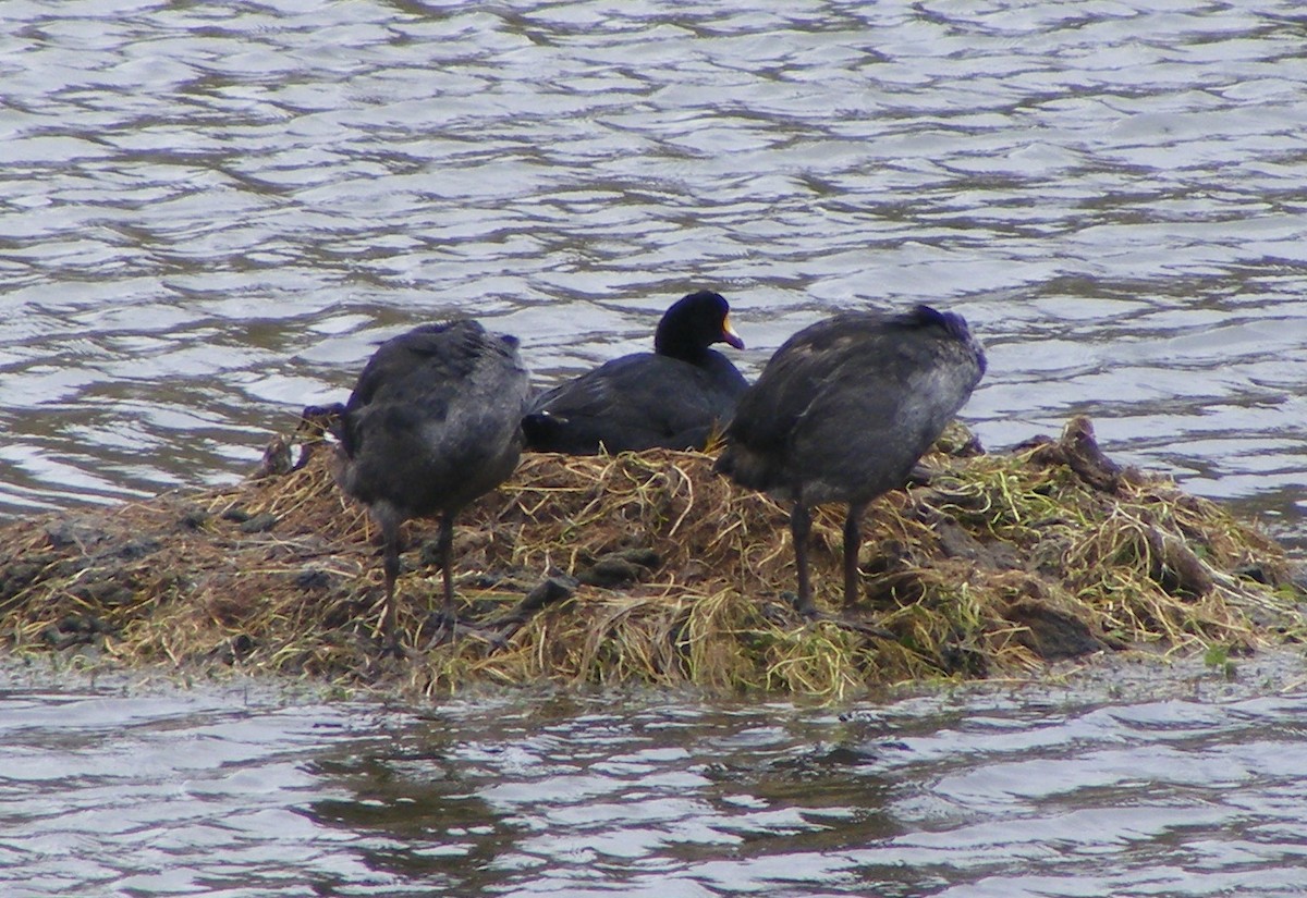 Giant Coot - ML74603771