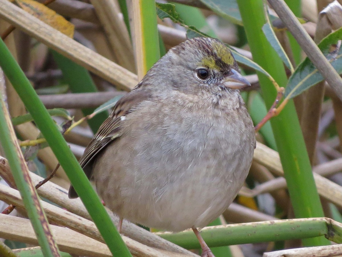 Golden-crowned Sparrow - ML74610881