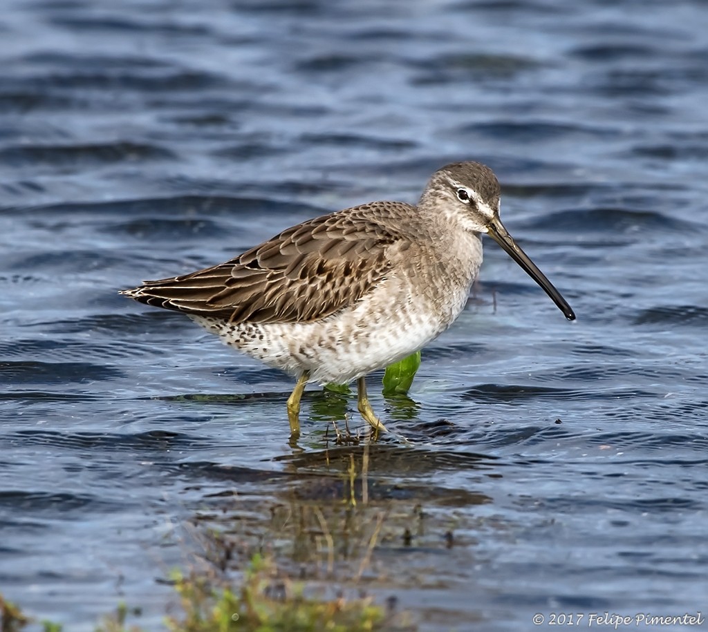 Long-billed Dowitcher - ML74610981