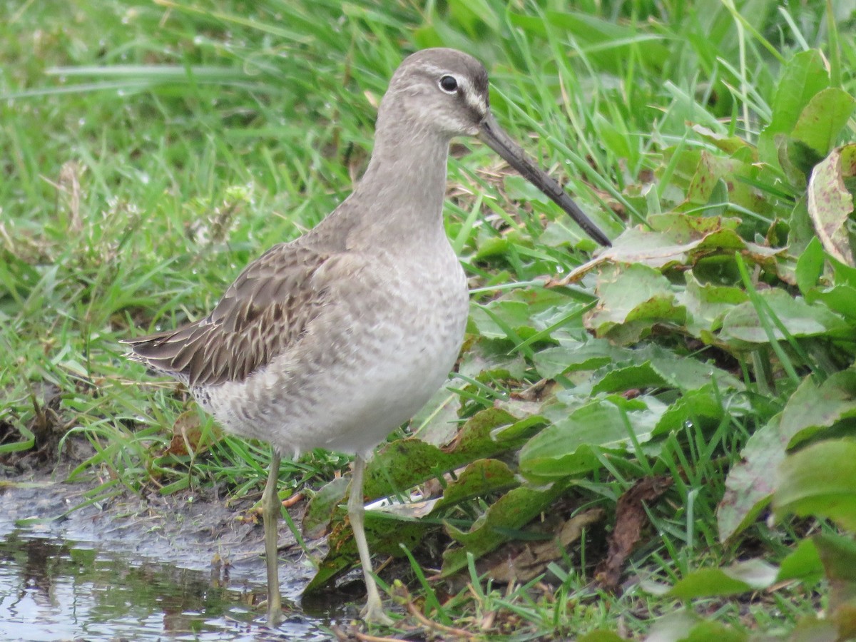 Long-billed Dowitcher - ML74611341