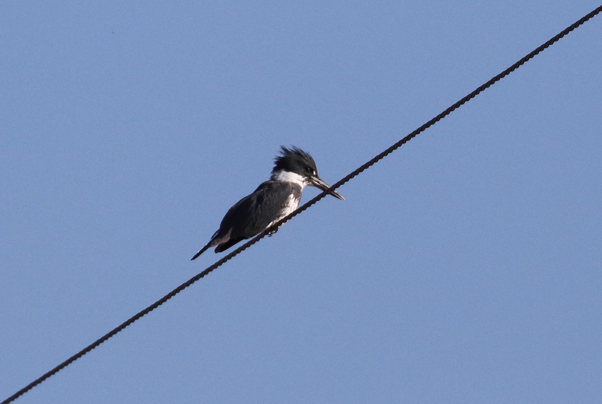 Belted Kingfisher - Charlie Trapani