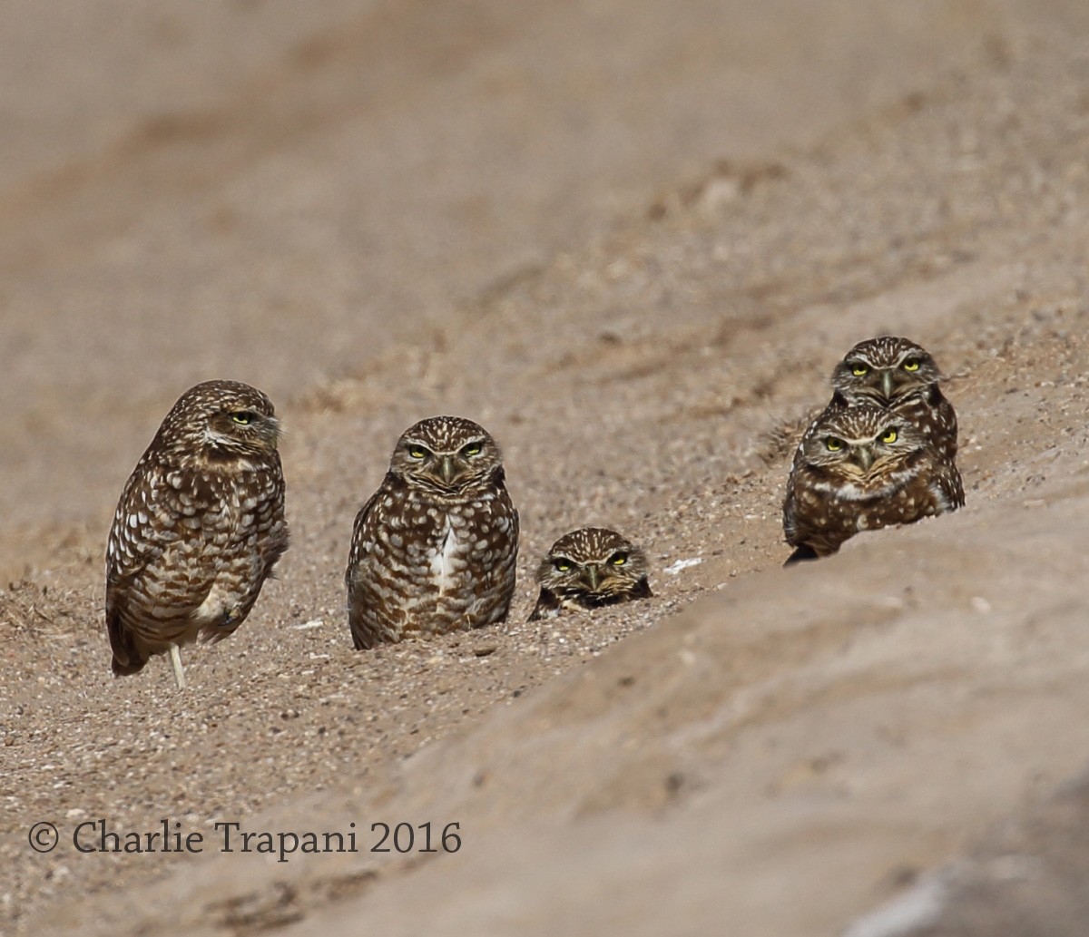 Burrowing Owl - Charlie Trapani