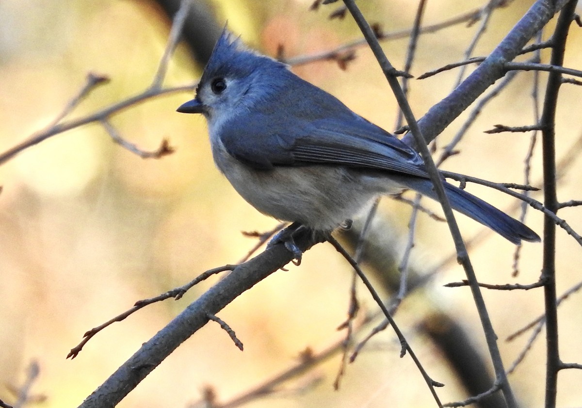 Tufted Titmouse - Candy Giles